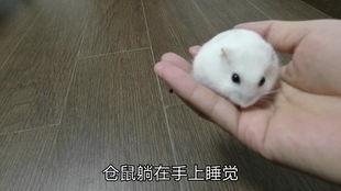 仓鼠的明星视频,萌动瞬间，治愈你的心灵