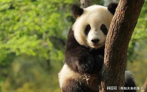 华人爆料孟菲斯熊猫视频,孟菲斯熊猫视频引发热议